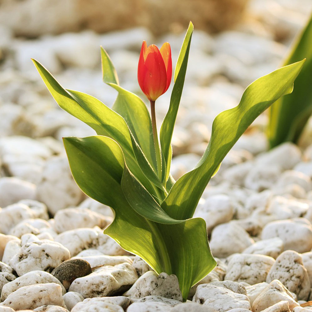 tulipán a kavicsok között